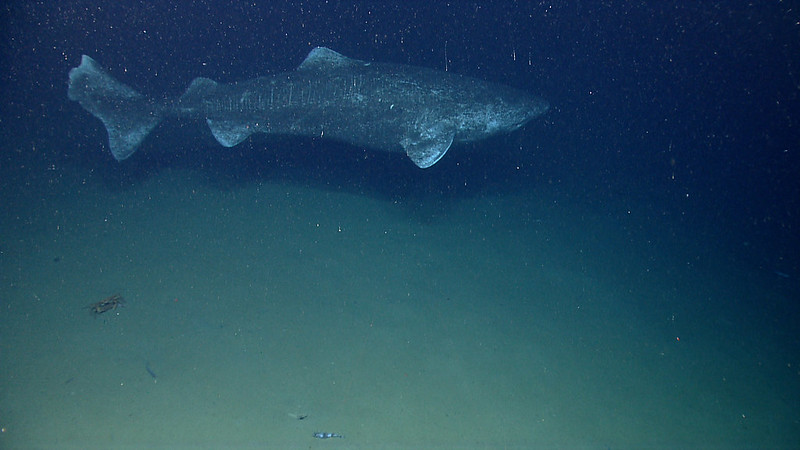 Rekin polarny z boku, pod wodą