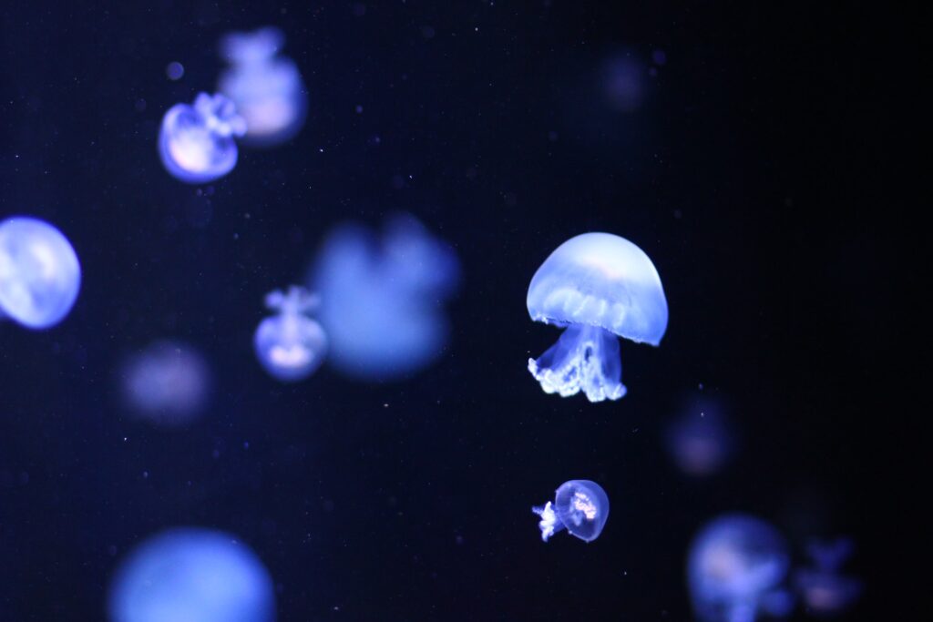 Małe meduzy