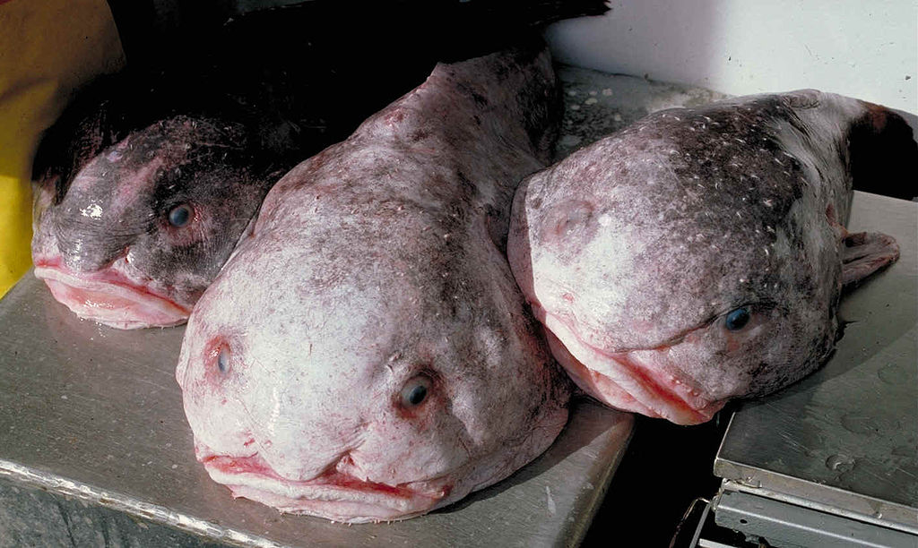 Trzy ryby blobfish ułożone na metalowym stole