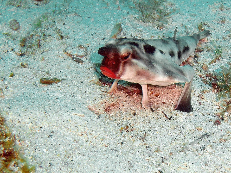 Batfish czerwonowargi stojący na dnie