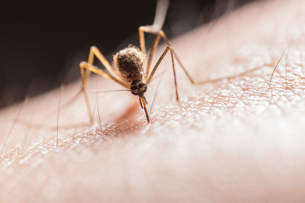 Komar gryzący człowieka