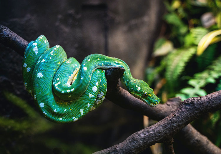 Zielony wąż na gałęzi