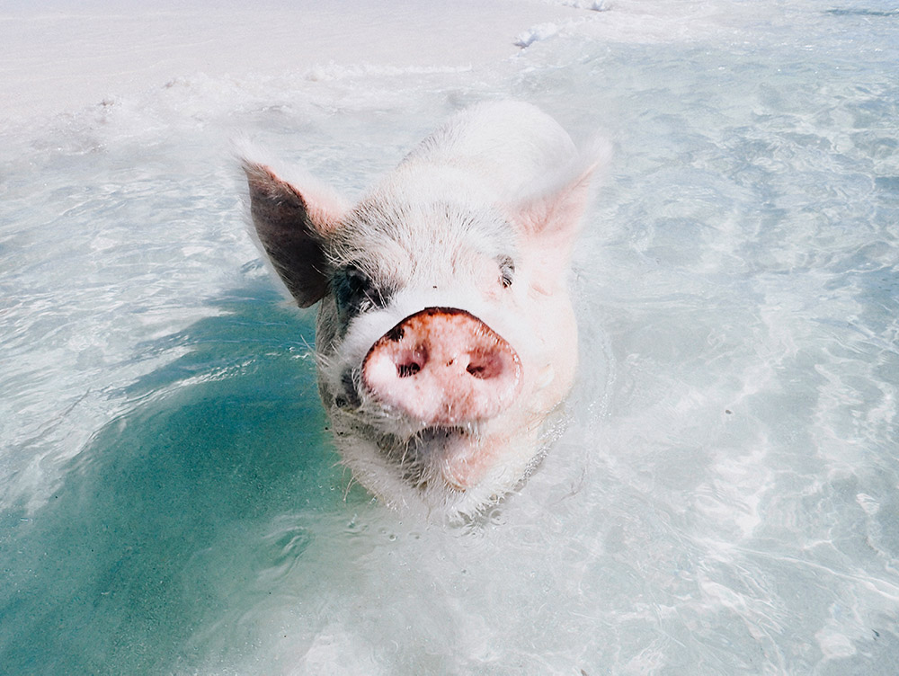Mała świnka w wodzie