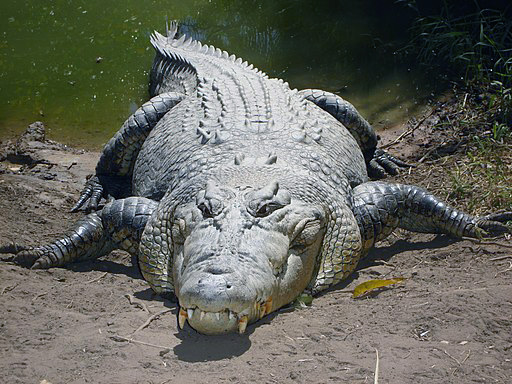 Największy gad na świecie, czyli krokodyl różańcowy na brzegu