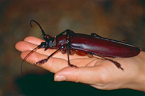 Największy owad na świecie na ludzkiej dłoni