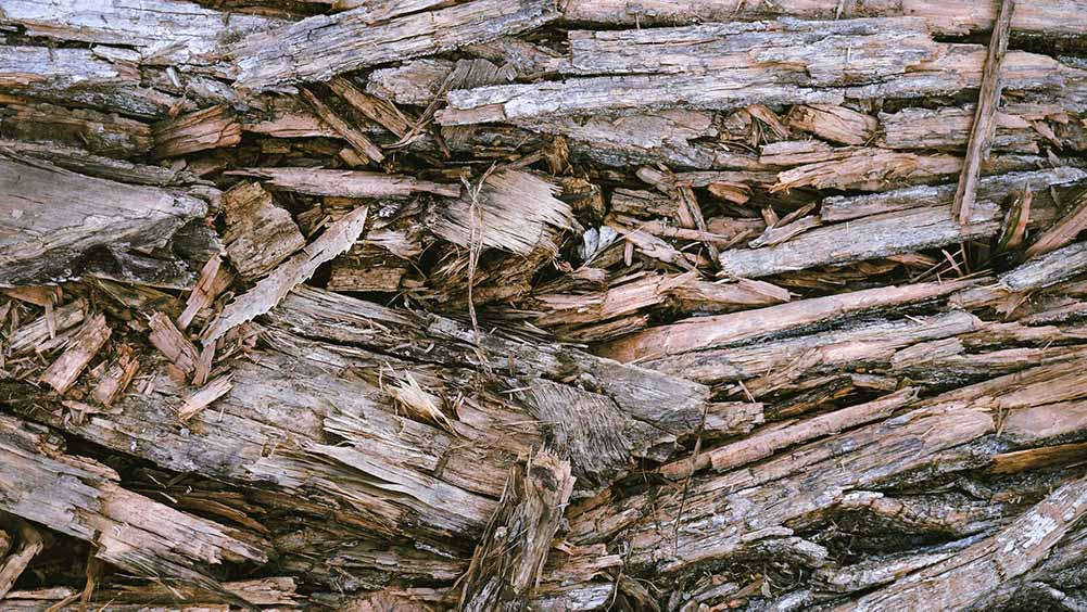 Sterta starego drewna, czyli jednej z form biomasy