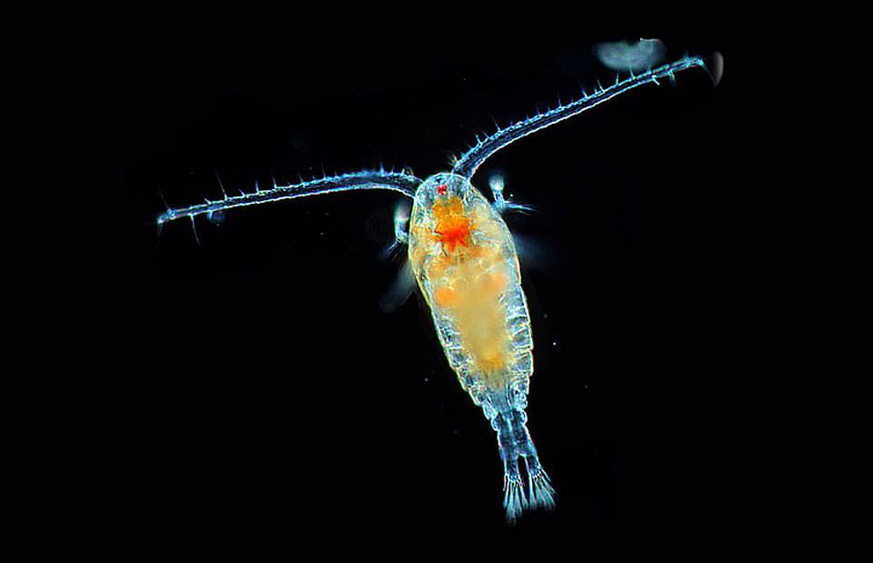 Zdjęcie planktonu