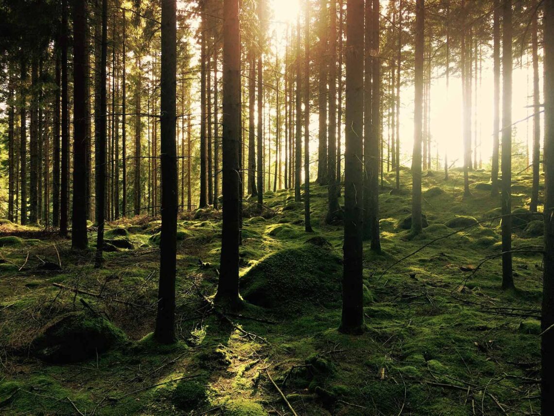 Zdjęcie gęstego lasu z przebijającymi się promienia słonecznymi między drzewami