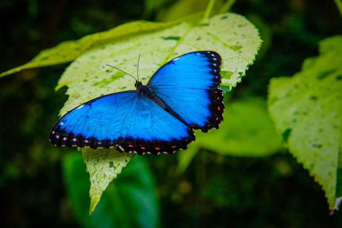 Zdjęcie niebieskiego motyla siedzącego na liściu