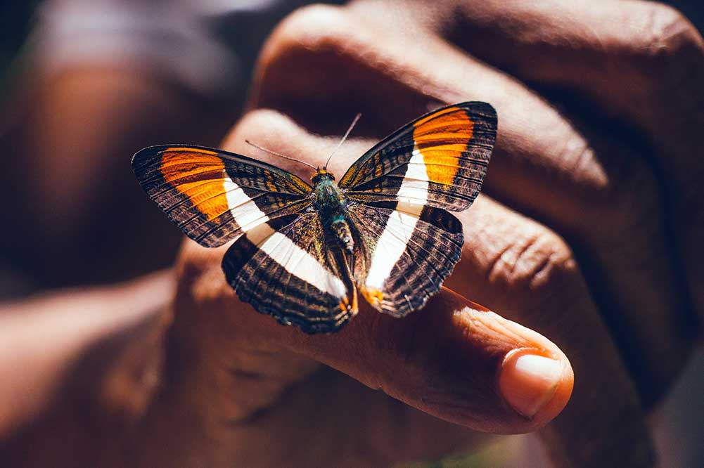 Zdjęcie motyla siedzącego na małym palcu u dłoni jakiejś osoby