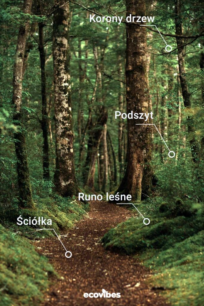 Zdjęcie lasu z zaznaczonymi warstwami lasu