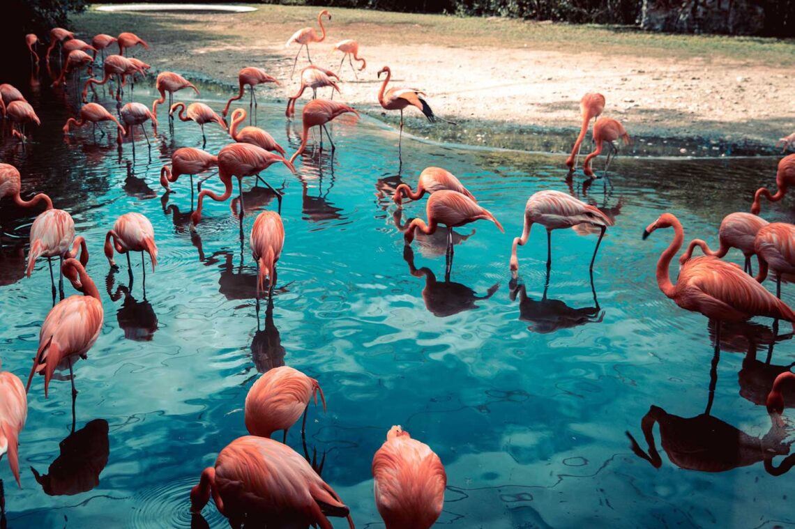 Zdjęcie kilkunastu flamingów stojących w wodzie