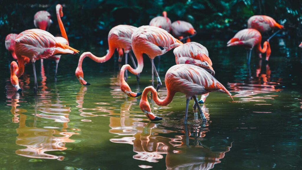 Zdjęcie flamingów stojących w wodzie z głowami opuszczonymi w dół, w tle dżungla