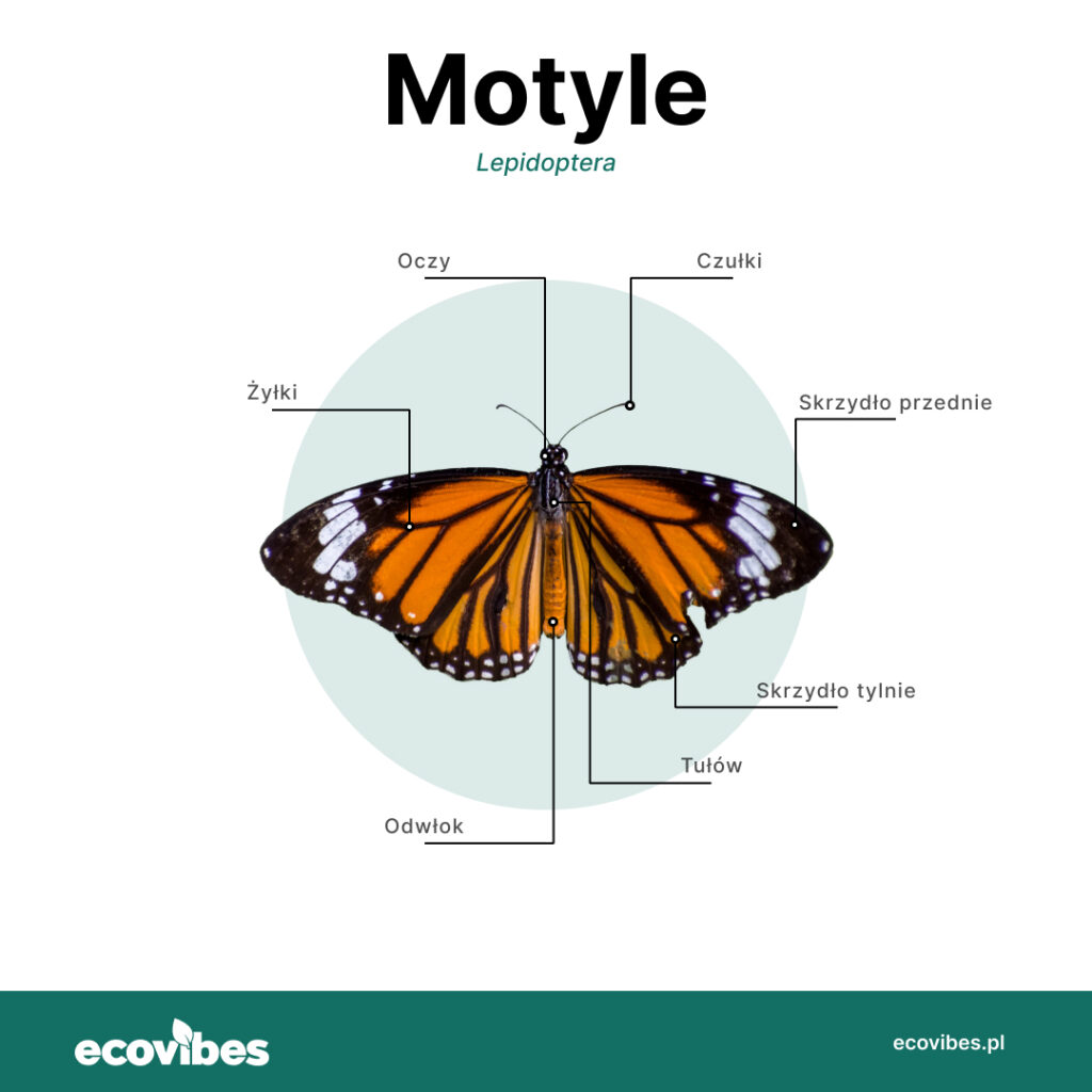 Grafika przedstawiająca budowę motyla