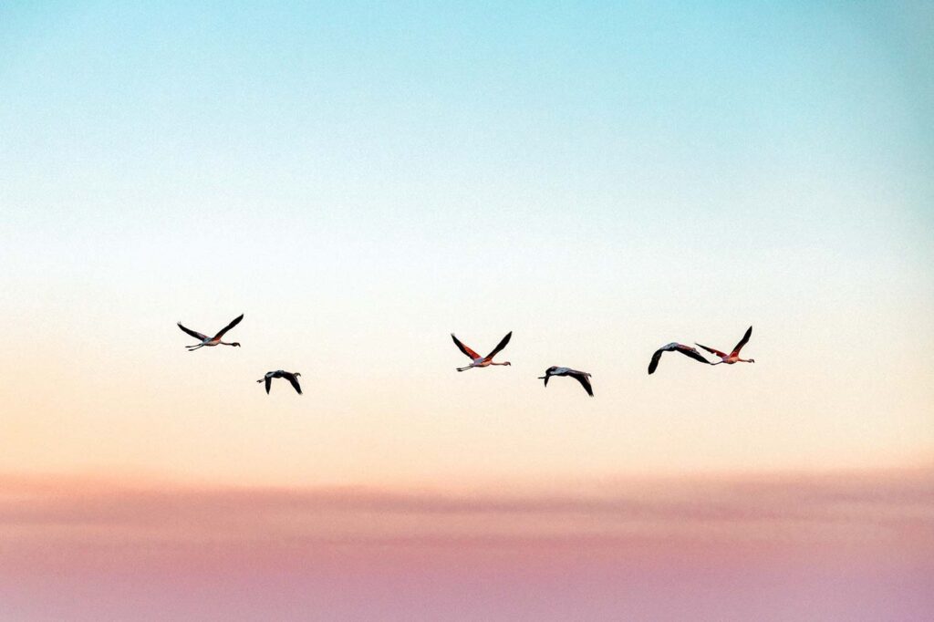 Ptaki lecące kluczem na tle zachodzącego słońca