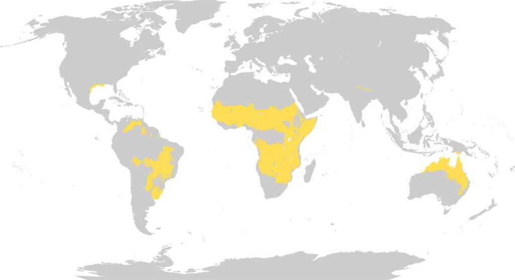 Mapa pokazująca zasięg występowania sawanny na świecie
