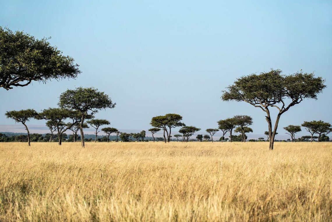 Zdjęcie sawanny z gęstą złotą trawą i drzewami