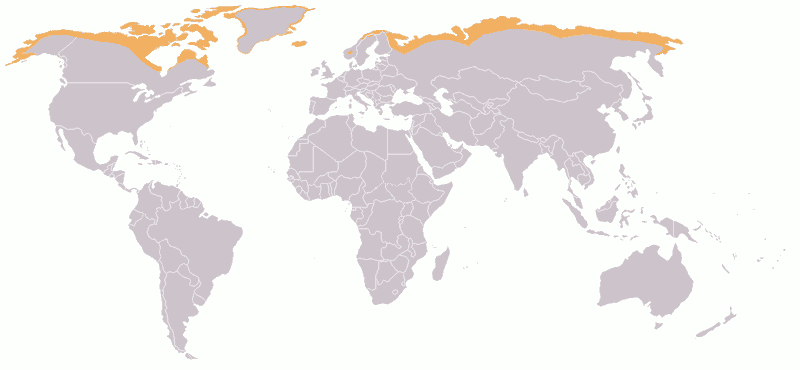 Mapa przedstawiająca zasięg występowania tundry na świecie
