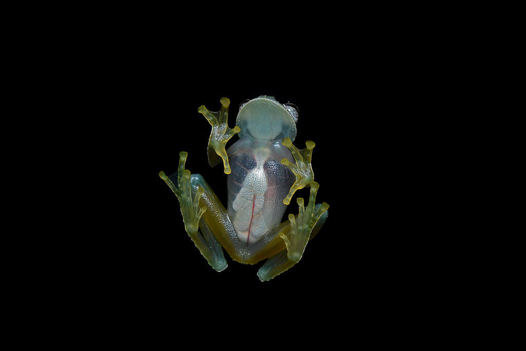 Zdjęcie żaby szklanej od dołu ukazujące jej prześwitujące przez skóre wnętrzności