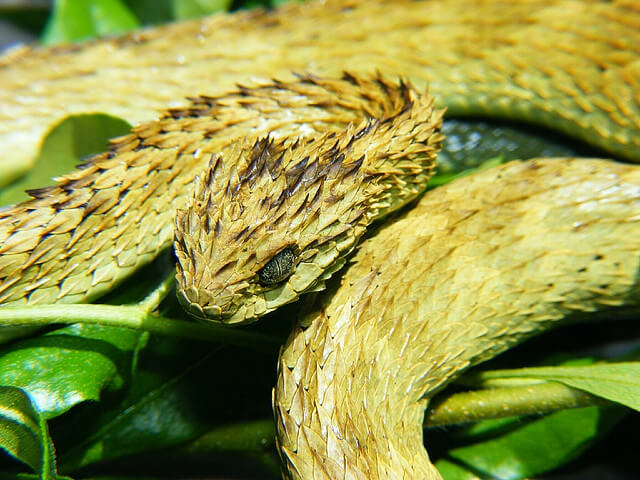 Wąż atheris hispida zwinięty leżący na liściach