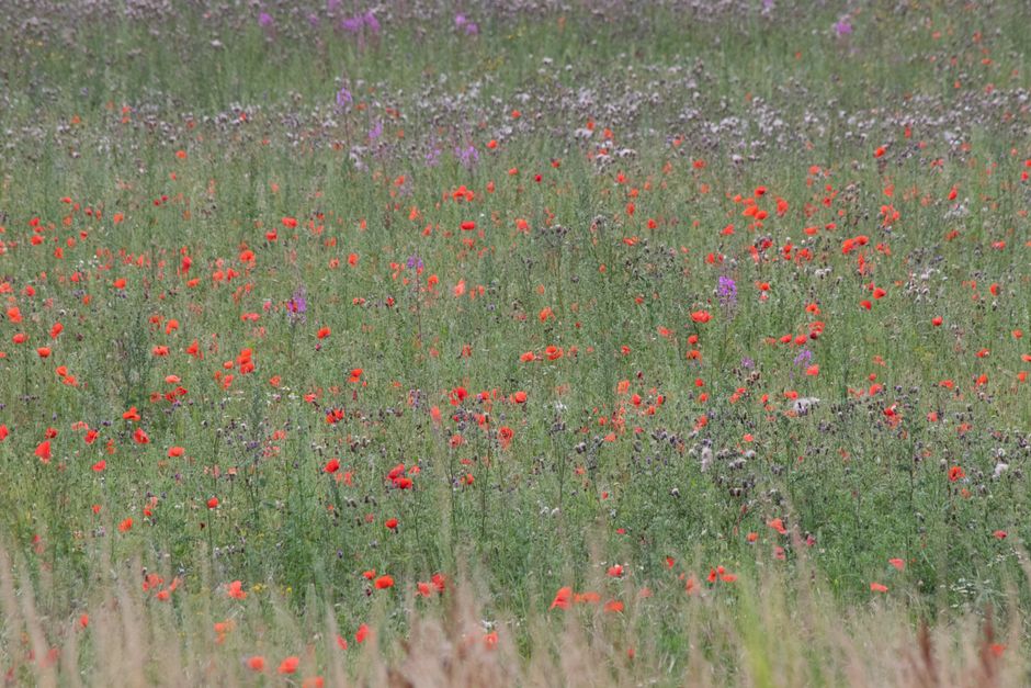 A vibrant field filled with diverse wildflowers showcasing nature's beauty in summer.