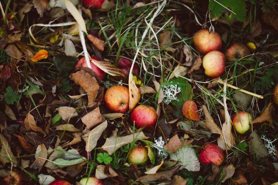 Freshly fallen apples amidst autumn leaves in Aberfeldy, Scotland orchard.